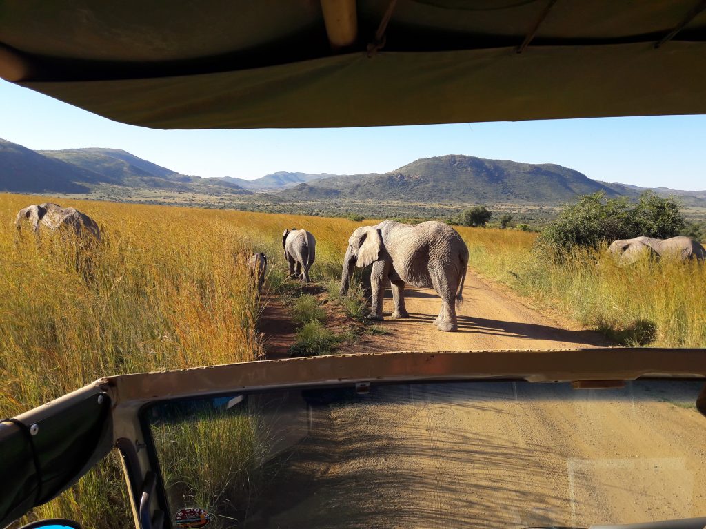 Safari Pilanesberg