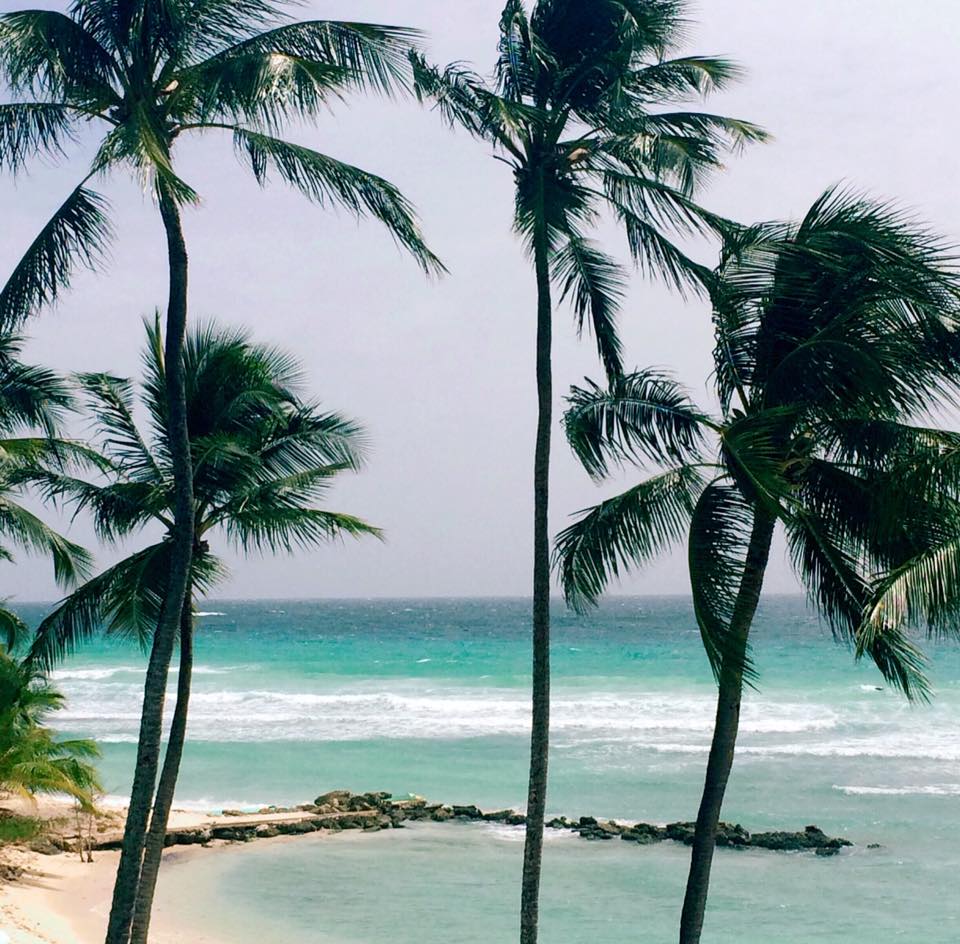Palmier et plage de Barbade
