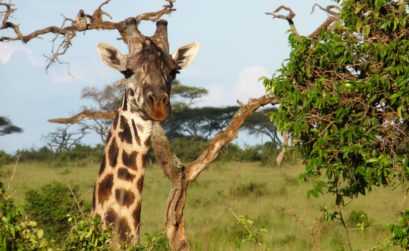 Girafe Tanzanie