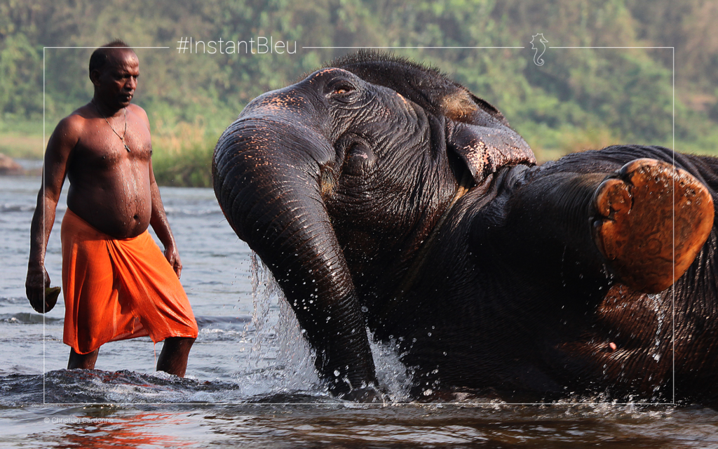 Homme et éléphant dans l'eau à Kerala - fonds d'écran