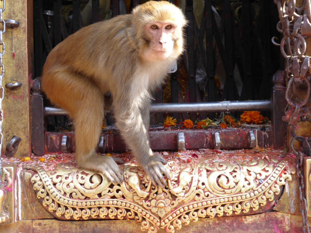 Népal, Katmandou singe à Swayambhunath