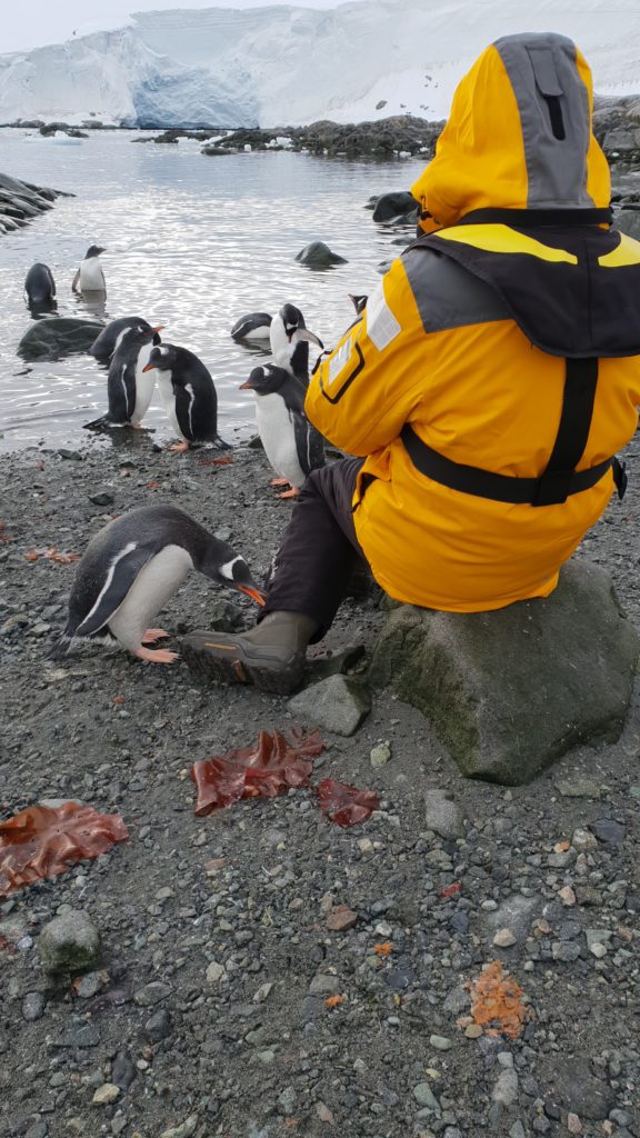 antarctique_Pingouin_excursion_coup_de_cœur