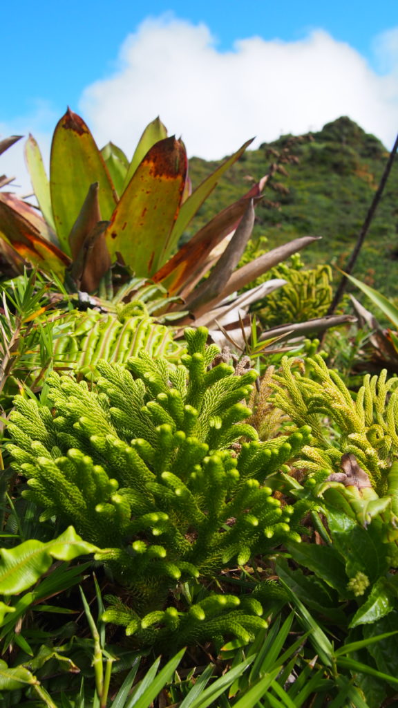 Végétation - Soufrière