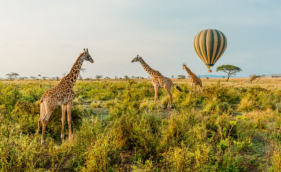 Giraffe on Serengeti