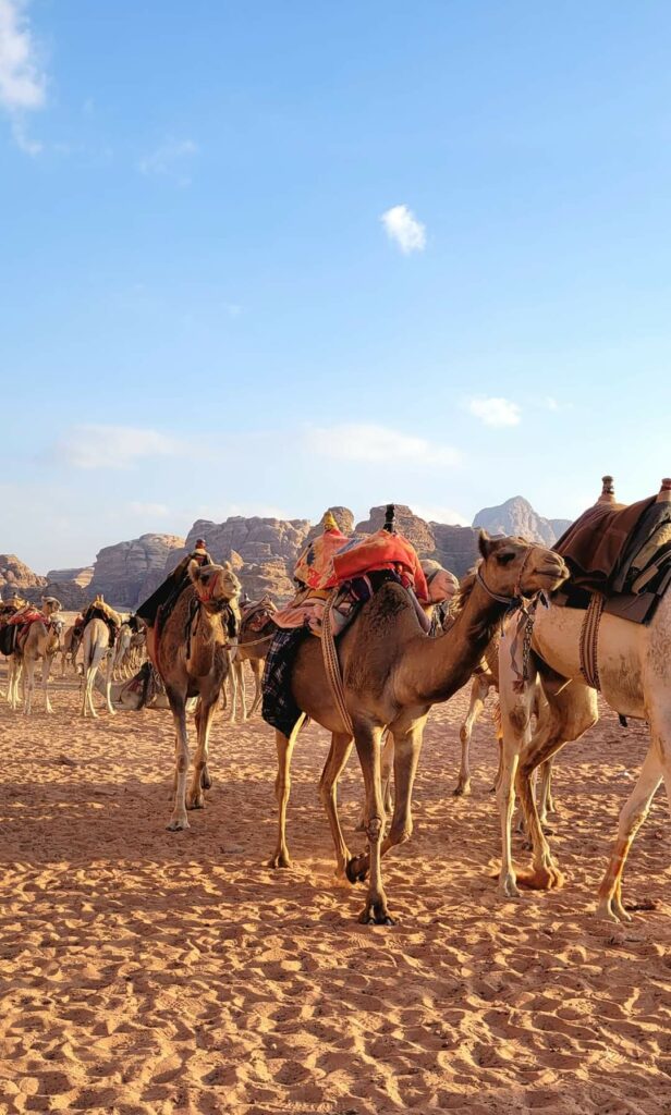 desert wadi rum dromadaire jordanie