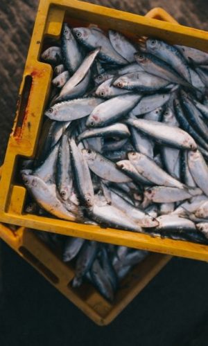 sardines-fishes-norvege